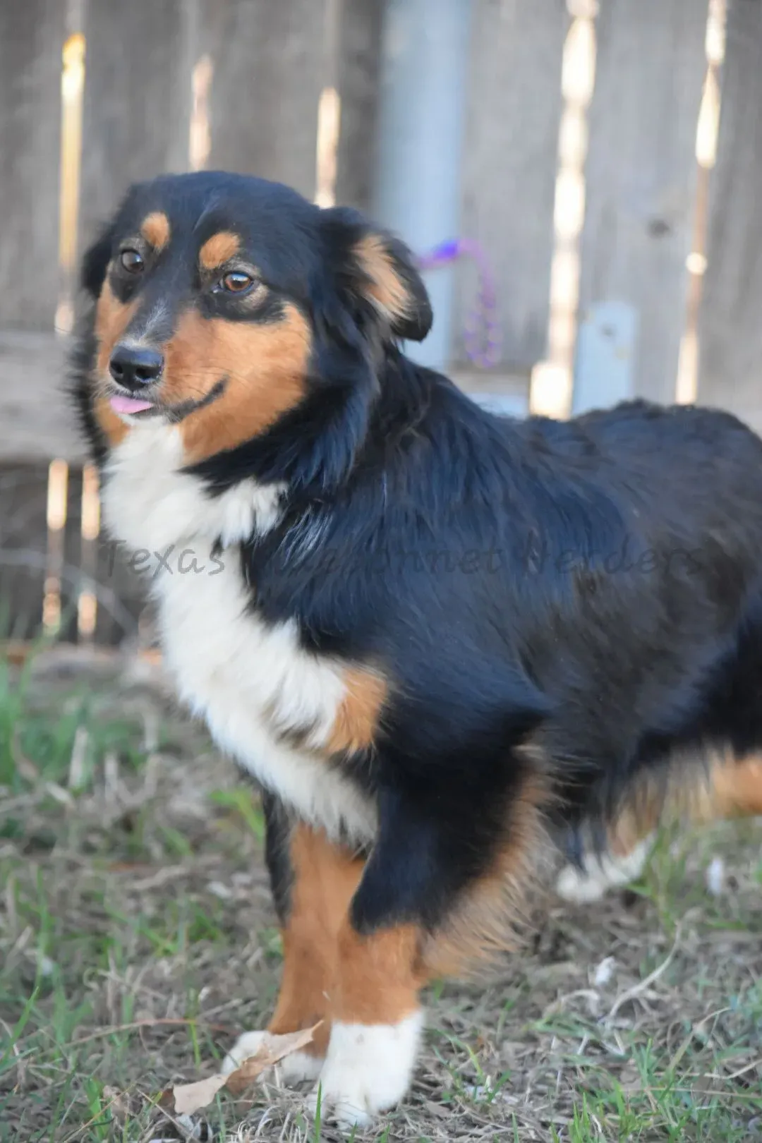 eZy_watermark_03-03-2026_09-39-37